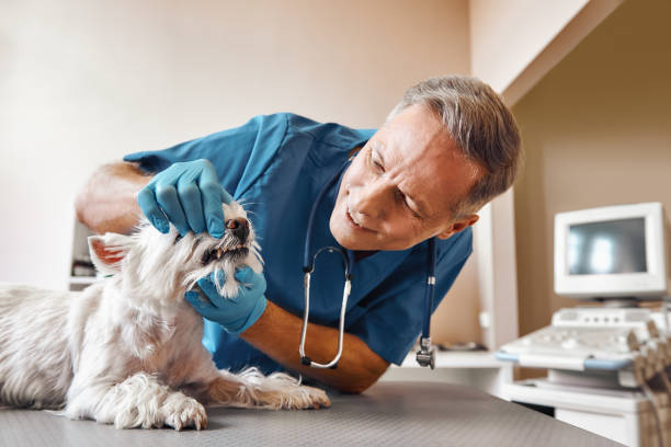 Best Emergency Dental Services for Seniors in Midway City, CA